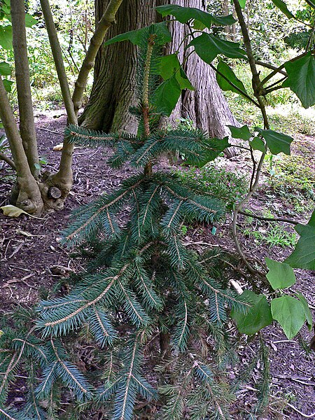 File:Picea chihuahuana 1.jpg