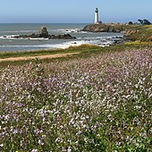 Pigeon Point Lighthouse and wildflowers.jpg
