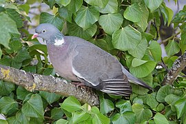 Pigeon ramier (Columba palumbus), Colmar, Haut-Rhin, France (2).jpg