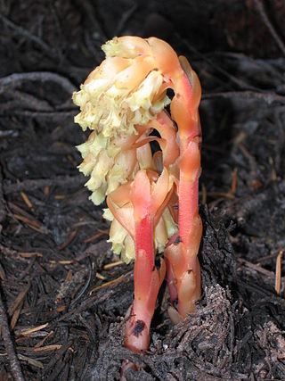 <i>Monotropa</i> Genus of parasitic flowering plants in the family Ericaceae