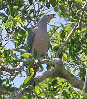 Pink-headed fruit pigeon in West Timor