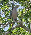 Pink-headed Imperial Pigeon (8074116303) (cropped).jpg