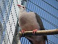 Pink Pigeon