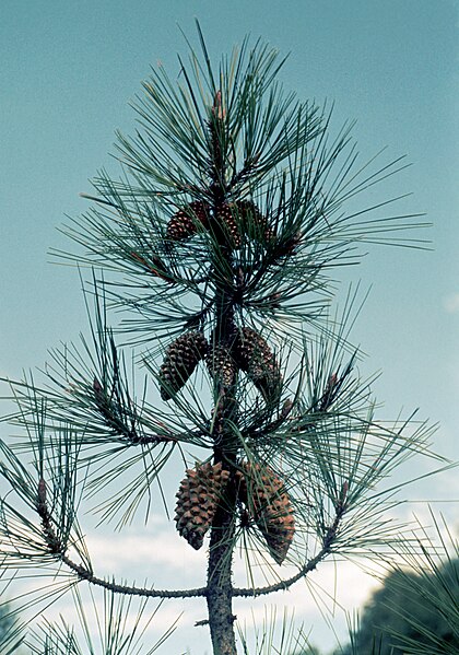 File:Pinus attenuata BLM7.jpg