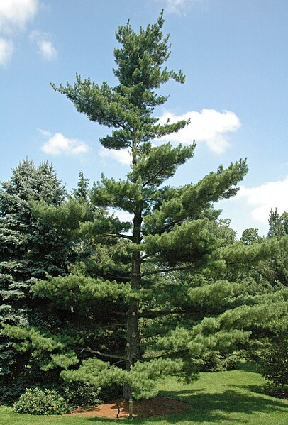 File:Pinus strobus (eastern white pine) 1 (39411252702).jpg