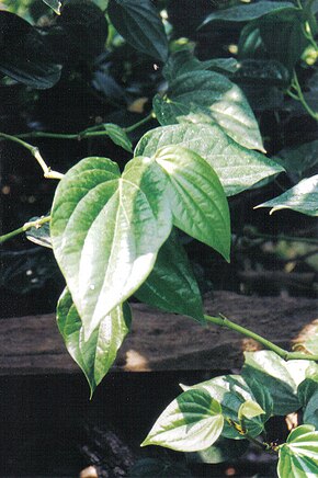 Piper betel'in leaf.jpg resminin açıklaması.