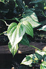 Piper betel's leaf.jpg