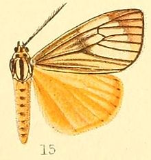 Pl.50-15-Secusio mania Druce, 1887.JPG