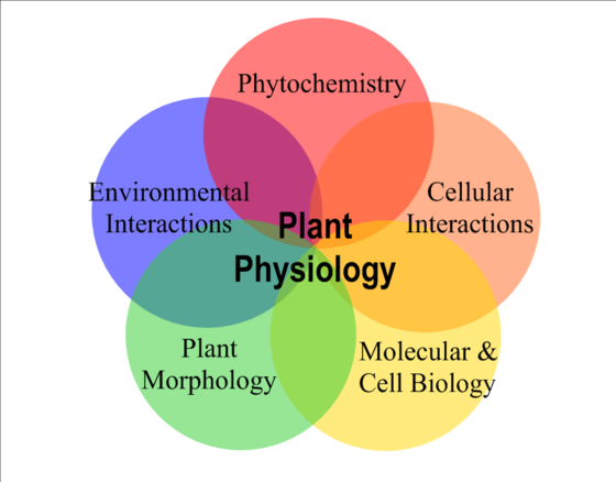 Five of the key areas of study within plant physiology