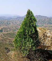 Platycladus orientalis í náttúrulegu umhverfi Simatai, Kínamúrnum