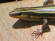 Detail of head Plestiodon fasciatus head.JPG