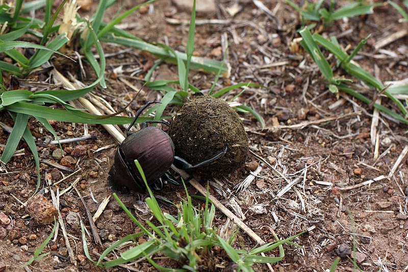 File:Plum dung beetle (Anachalcos convexus) 4 of 4.jpg