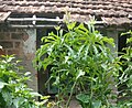 Plumeria pudica plants and flowers.jpg