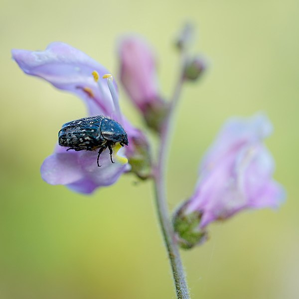 File:Pollen Eater (259033873).jpeg