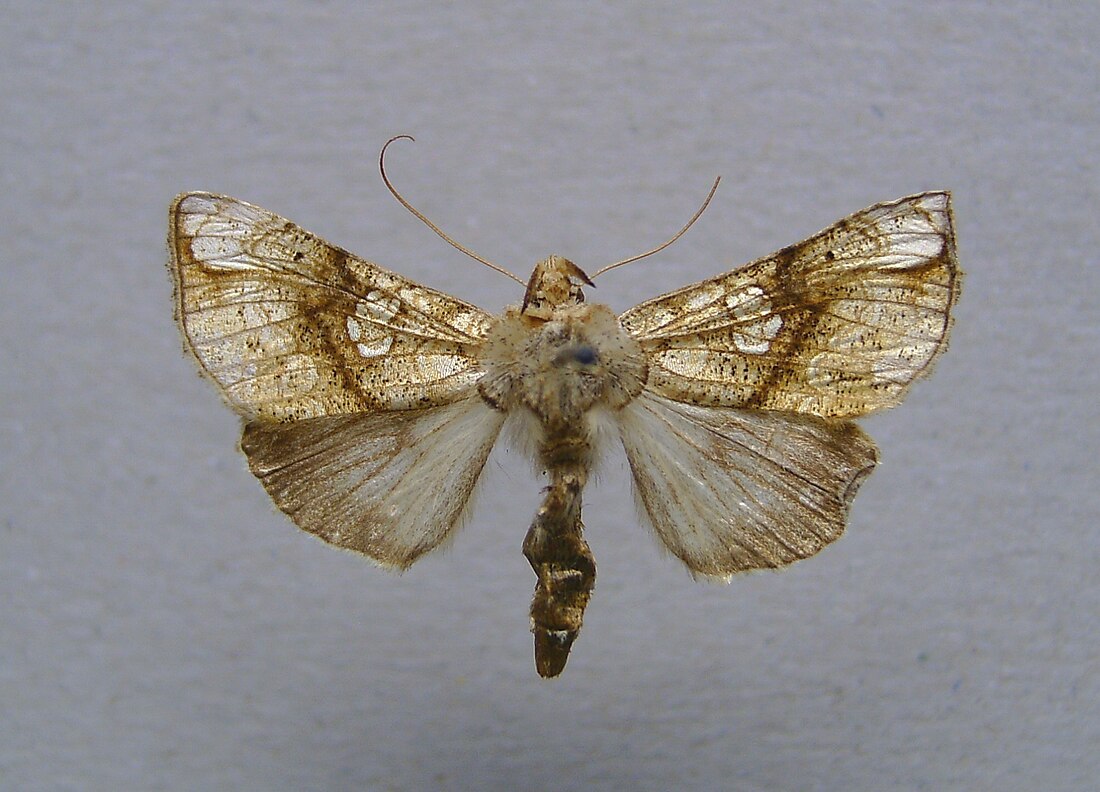 Polychrysia esmeralda