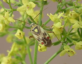 Polymerus vulneratus