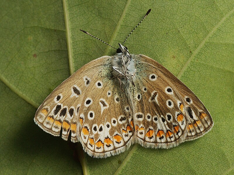 File:Polyommatus icarus ♀ - Common blue (female) - Голубянка икар (самка) (27163710568).jpg