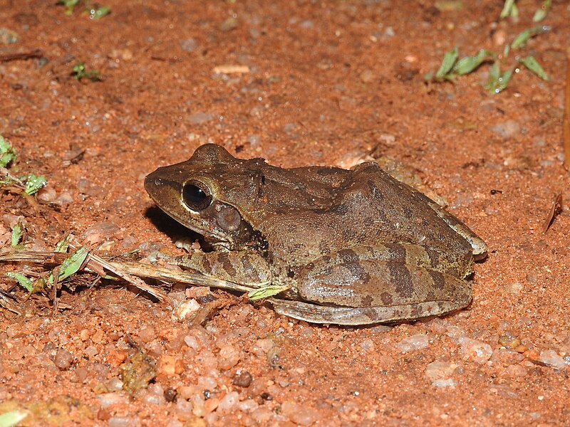 File:Polypedates maculatus 243614339.jpg