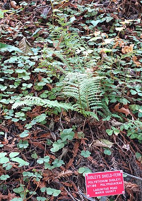 Polystichum dudleyi - Regional Parks Botanic Garden, Berkeley, CA - DSC04424.JPG