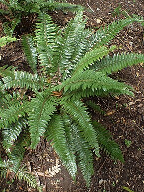 Descripción de la imagen Polystichum rigens kz03.jpg.