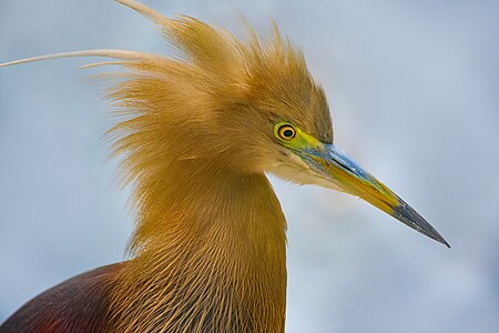 ไฟล์:Pond_Heron_Safari_Park.jpg