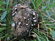 Täpiline jalgnööbik Poronia punctata