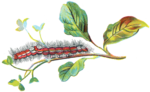 Thumbnail for File:Porthesia similis caterpillar.png