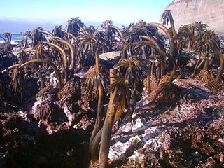 Postelsia palmaeformis at low tide in a tide pool