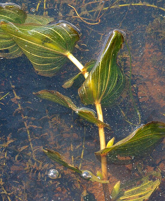 Погруженные листья. Рдест трава. Рдест пронзённолистный. Potamogeton perfoliatus. Рдест пронзеннолистный Potamogeton perfoliatus.