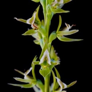 <i>Prasophyllum montanum</i> Species of orchid