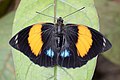 Em outras subespécies de P. amydon, dotadas de laranja nas asas, ocorre o mimetismo com outros gêneros de Lepidoptera.[18]