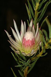 <i>Protea mucronifolia</i> Species of plant