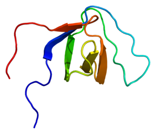 <span class="mw-page-title-main">SORBS1</span> Protein-coding gene in the species Homo sapiens