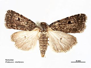 <i>Proteuxoa interferens</i> Species of moth