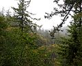 Santa Anita Canyon, Mount Wilson, California