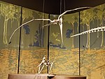 Pteranodon sternergi fossils, Tellus Science Museum 4.jpg