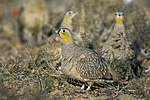 Thumbnail for Crowned sandgrouse