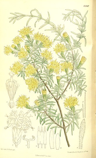 Botanical illustration of Pteronia incana flowers. Pteronia incana 137-8380.jpg