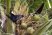 The Pacific flying fox (Pteropus tonganus) feeding on nectar and pollen from coconut flowers in Fiji Pteropus tonganus1.jpg