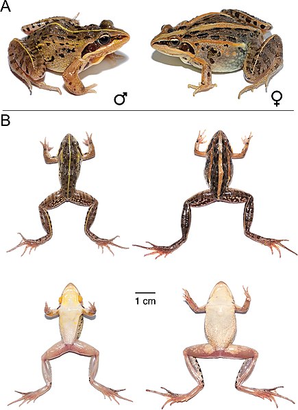 File:Ptychadena erlangeri (10.3897-zookeys.1016.59699) Figure 11.jpg