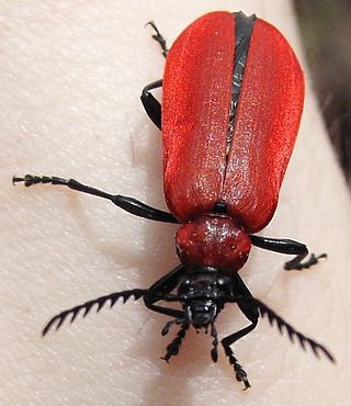 <span class="mw-page-title-main">Fire-coloured beetle</span> Family of beetles