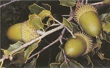 Quercus coccifera.jpg