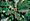 Quercus macrocarpa USDA.jpg