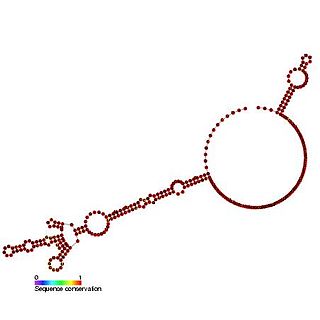 C-myc internal ribosome entry site (IRES)