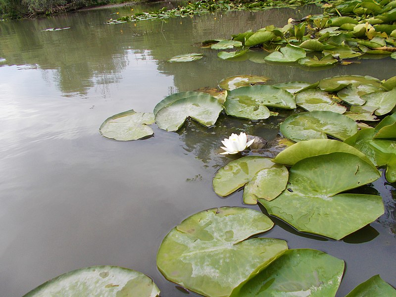 File:RO TL Delta Dunării (Nymphaea alba).JPG