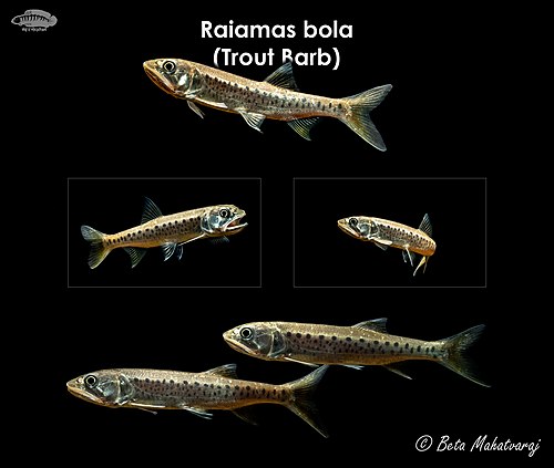 Raiamas bola (Indian Trout Barb)