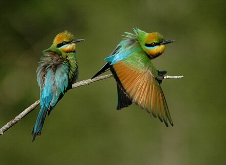 Bee Eater Wikiwand