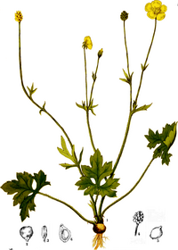 Ranunculus bulbosus