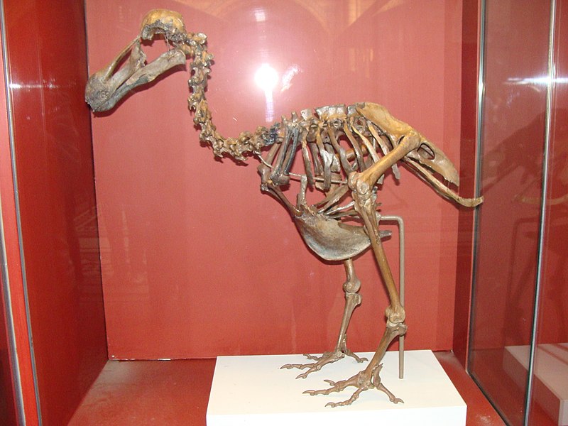 File:Raphus cucullatus.005 - Natural History Museum of London.JPG