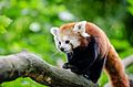 Red Panda (20095141915).jpg